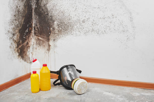 Best Attic Mold Removal  in Bainbridge, OH