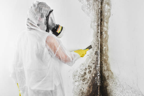Mold Testing and Removal in Bainbridge, OH