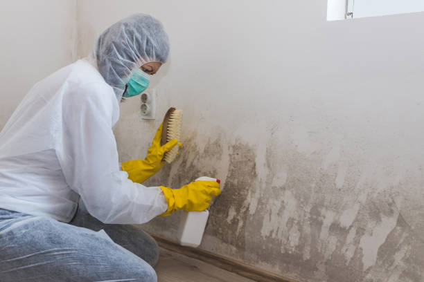 Best Local Mold Removal Service  in Bainbridge, OH