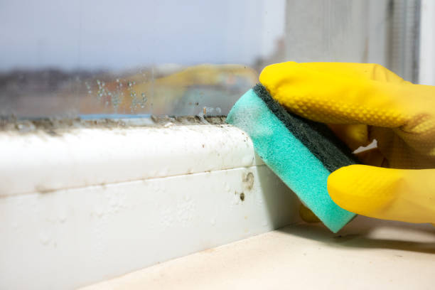 Best Attic Mold Removal  in Bainbridge, OH