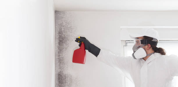 Best Mold Removal Process  in Bainbridge, OH