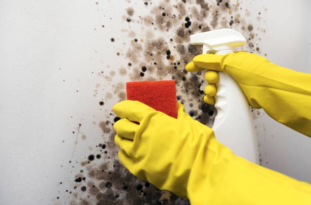 Best Toxic Mold Removal  in Bainbridge, OH