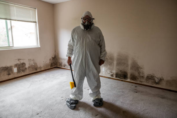 Mold Removal and Inspection in Bainbridge, OH