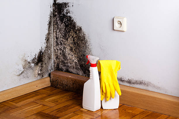 Best Toxic Mold Removal  in Bainbridge, OH