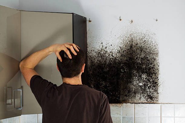 Best Commercial Mold Removal  in Bainbridge, OH