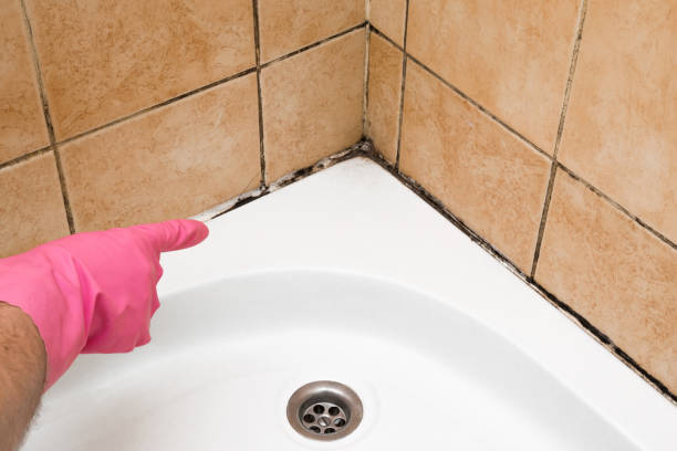Best Mold Cleaning Services  in Bainbridge, OH